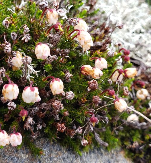 Alpine snowbank communities