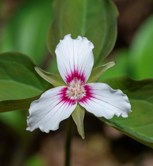 Spring-active wildflowers